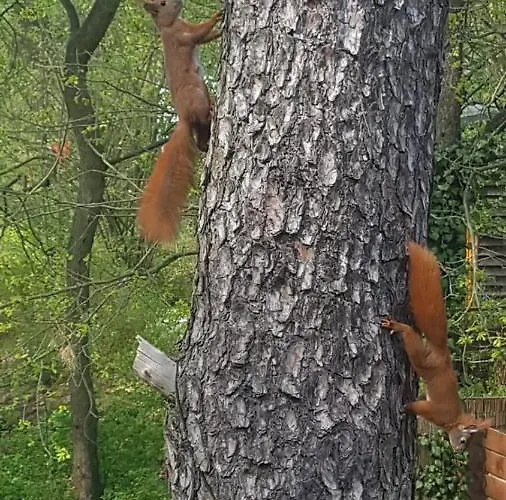 Дом отдыха Hausmeise *